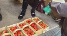 Truskawki – polskie czy NIE ? Trwają kontrole 