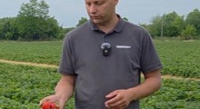 Komunikat jagodowy - truskawka - 02.06 – Agrosimex