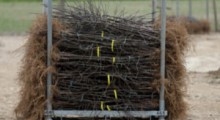 Produkcja drzewek i krzewów w szkółkach w 2024 roku 