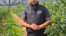 Komunikat jagodowy - borówka - 12.06 – Agrosimex