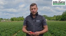 Komunikat jagodowy - truskawka - 12.06 – Agrosimex