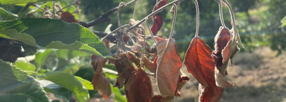 Zalecenia sadownicze UPL z dnia: 16.06.2025 r. 