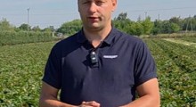 Komunikat jagodowy - truskawka - 8.07 &ndash; Agrosimex