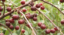 Ceny wiśni z dnia na dzień coraz niższe &ndash; 24 lipca 2025 