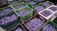 Ceny śliwek: 4 sierpnia 2025