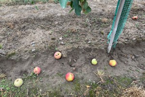 Zalecenia sadownicze UPL z dnia: 06.09.2025 r.