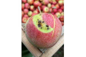 Zalecenia sadownicze UPL z dnia: 06.09.2025 r.