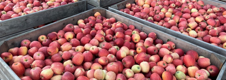 Zalecenia sadownicze UPL z dnia: 09.09.2025 r. 