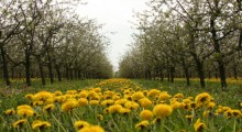Rośnie powierzchnia upraw ekologicznych  