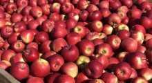 Indie zwiększają import polskich jabłek odmiany Gala 