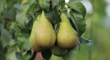Sady gruszowe zostaną spalone 