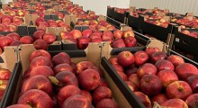 Duży popyt na polskie jabłka