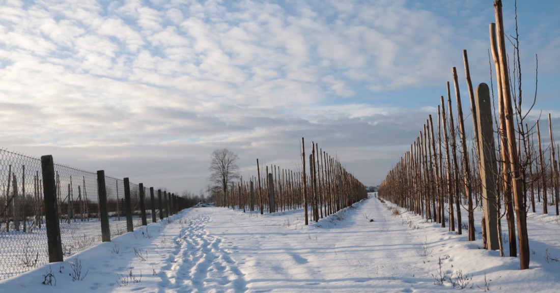 {Trzaskający mróz i śnieżyce