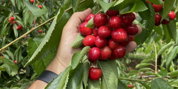 {600 zł za sztukę – najdroższe czereśnie na świecie !