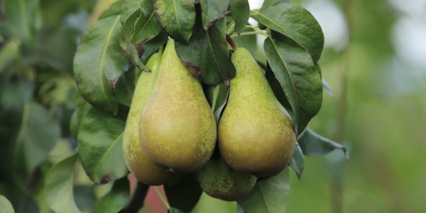 {Sadownicy zwiększają areał nasadzeń grusz