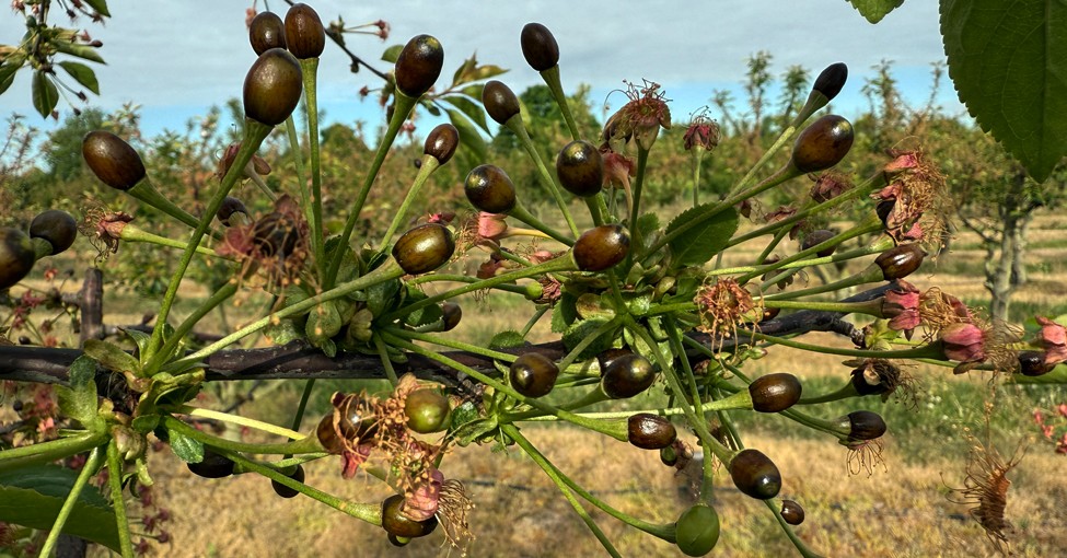 {Pomoc dla sadowników. Złożono 20,5 tys. wniosków