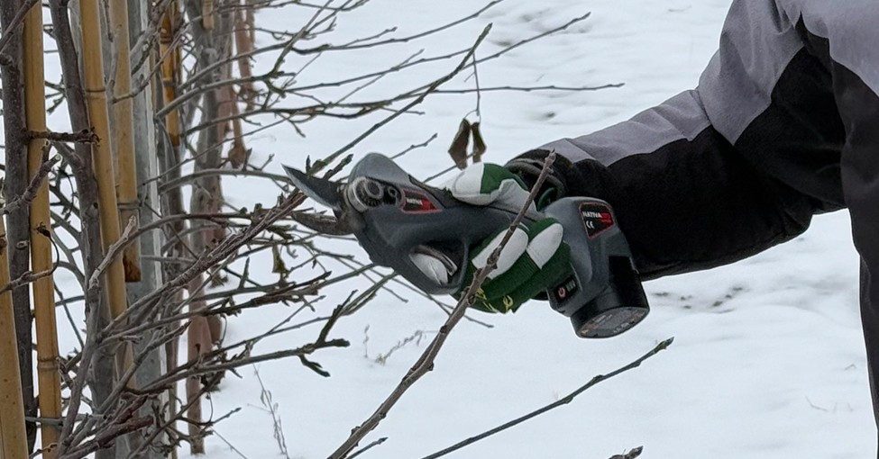 {Cięcie drzew - Gala - jednoroczne przyrosty