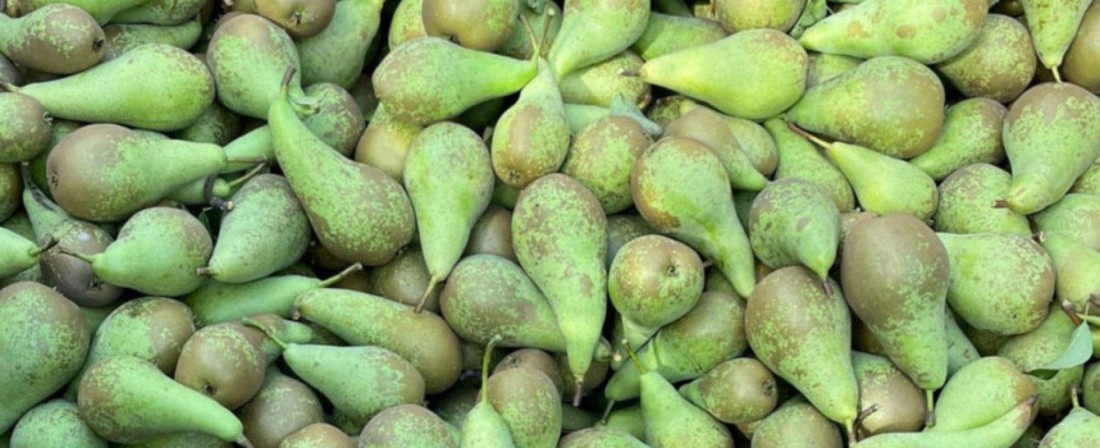 {Ceny gruszek na rynkach hurtowych: 8 stycznia 2026 roku