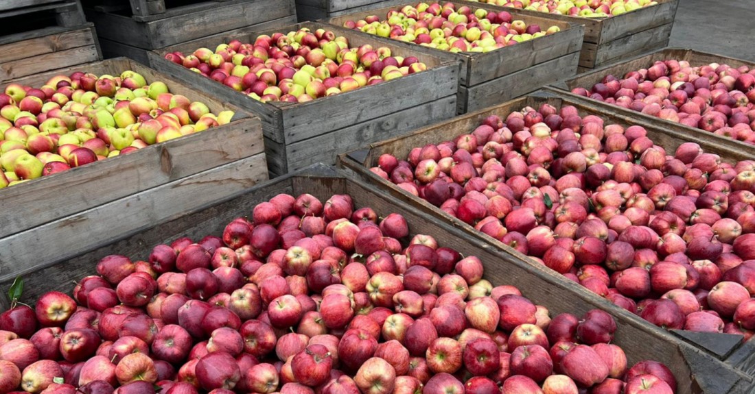 {Po ile organizacje skupują, a po ile sprzedają jabłka ?