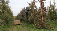 To może być całkiem dobry rok dla polskich sadowników