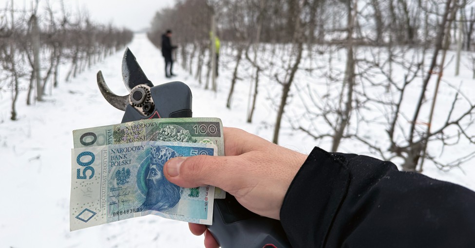 {Ile zarobiłem na cięciu drzew jabłoni?