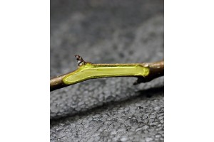 Grusze - 17.02.2026 - foto 1