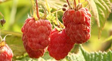 Problemy plantator&oacute;w malin. Jak je rozwiązać ? 