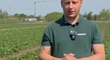Komunikat jagodowy Agrosimex - 05.05.2026