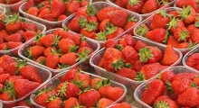 Truskawek coraz więcej. Ceny nadal wysokie ! 
