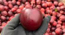 Wsparcie dla producent&oacute;w owoc&oacute;w - wnioski od 18 czerwca 
