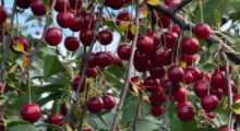Ceny wiśni na skupach: 23 lipca 2026 roku