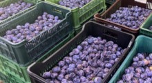 Ceny śliwek na rynkach hurtowych: 3 sierpnia 2026 roku