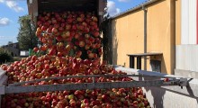 Ceny jabłek przemysłowych: 24 sierpnia 2026 roku