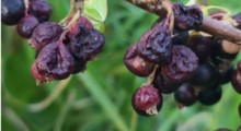To najcięższy sezon jaki pamiętają plantatorzy  