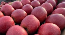 Po ile organizacje skupują, a po ile sprzedają jabłka ? &ndash; CENY [04.10]  