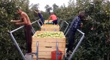 Jak zbieraliśmy jabłka w 2015 roku