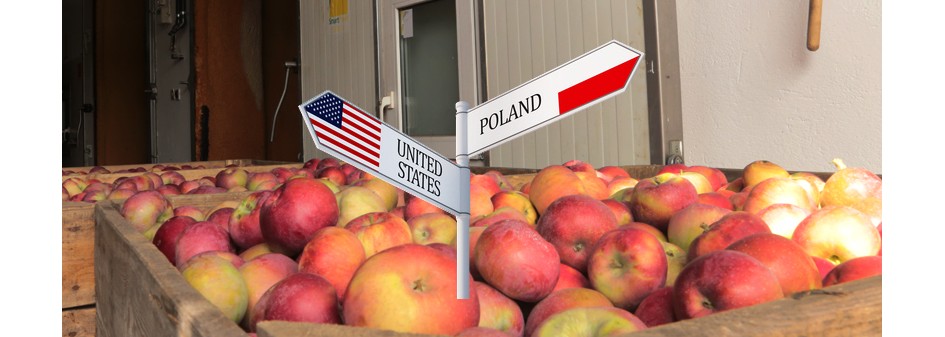 Polskie jabłka wkrótce w USA? 