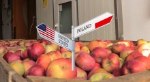 Polskie jabłka wkrótce w USA? 