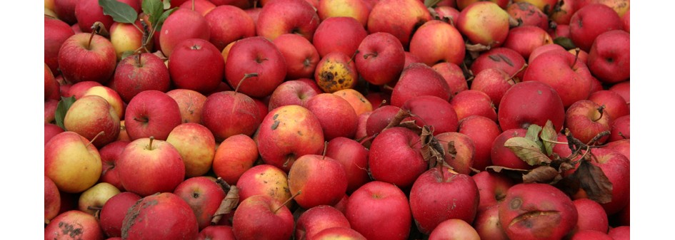 Ceny jabłek przemysłowych za niskie - radni protestują !