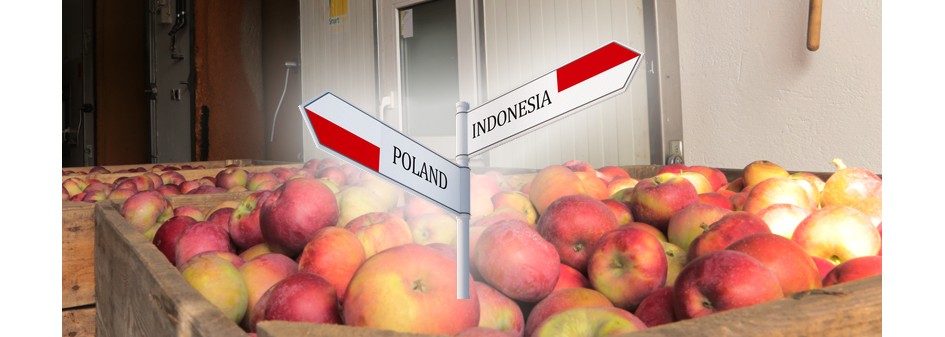 Eksport jabłek do Indonezji