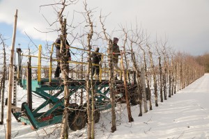 Cięcie drzew - jabłonie - zima 2015/2016