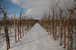 Jabłonie - wielkopolska - 08/01/2016