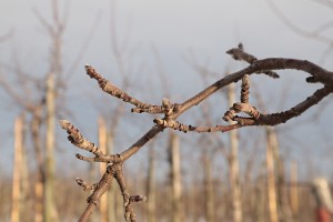 Jabłonie - wielkopolska - 08/01/2016