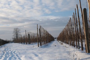 Grusze - wielkopolska - 08/01/2016