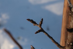 Grusze - wielkopolska - 08/01/2016