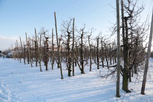 Czereśnie - wielkopolska - 08/01/2016