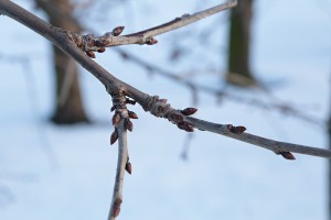 Czereśnie - wielkopolska - 08/01/2016