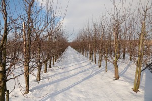 Śliwy - wielkopolska - 08/01/2016