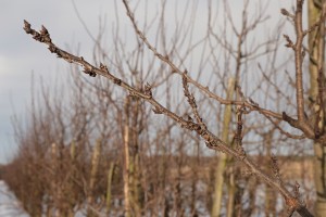 Śliwy - wielkopolska - 08/01/2016