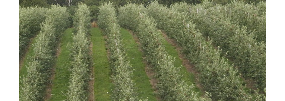 Grupy producentów owoców łączą się w konsorcja 